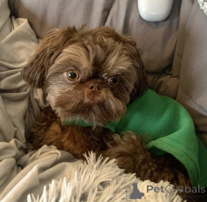 Zdjęcie №3. Piękne szczenięta Shih tzu na sprzedaż. Niemcy