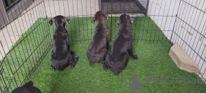 Zdjęcie №4. Sprzedam cane corso w Al ain. prywatne ogłoszenie - cena - negocjowane