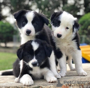 Zdjęcie №1. border collie - na sprzedaż w Warszawa | 1674zł | Zapowiedź №124418