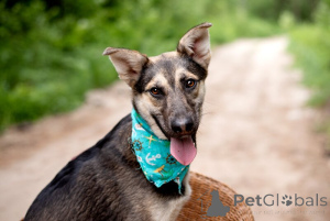 Zdjęcie №1. pies nierasowy - na sprzedaż w Rzeka Moskwa | Bezpłatny | Zapowiedź №145662