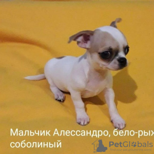 Zdjęcie №3. Chihuahua. Niemcy