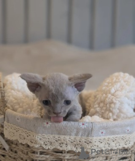 Zdjęcie №1. devon rex - na sprzedaż w Ankum | 2774zł | Zapowiedź № 174806