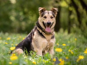Zdjęcie №2 do zapowiedźy № 154141 na sprzedaż  pies nierasowy - wkupić się Federacja Rosyjska prywatne ogłoszenie