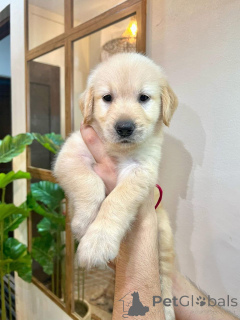 Zdjęcie №2 do zapowiedźy № 135570 na sprzedaż  golden retriever - wkupić się USA ze schronu, hodowca