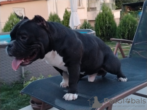 Zdjęcie №2 do zapowiedźy № 78253 na sprzedaż  american bully - wkupić się Bułgaria hodowca