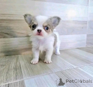 Zdjęcie №3. Urocze szczenięta Molly do remontu. USA