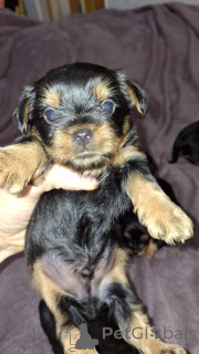 Zdjęcie №1. yorkshire terrier biewer, yorkshire terrier - na sprzedaż w Ryga | 2870zł | Zapowiedź №139534