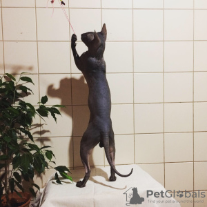 Dodatkowe zdjęcia: Hodowla Peterbald! Są kocięta! Zapytać!