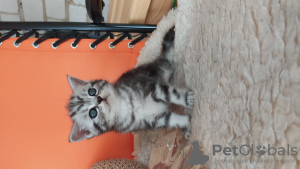 Zdjęcie №2 do zapowiedźy № 7576 na sprzedaż  kot brytyjski krótkowłosy - wkupić się Federacja Rosyjska hodowca