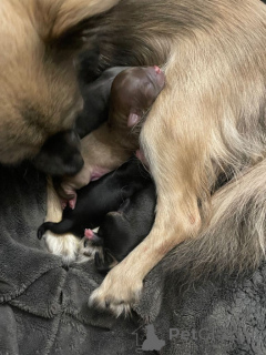 Zdjęcie №2 do zapowiedźy № 161375 na sprzedaż  chihuahua (rasa psów) - wkupić się USA prywatne ogłoszenie