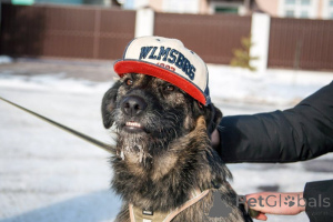 Zdjęcie №3. Szukam domu w bardzo czasowej mony!. Federacja Rosyjska