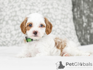 Zdjęcie №2 do zapowiedźy № 155607 na sprzedaż  labradoodle - wkupić się Austria prywatne ogłoszenie