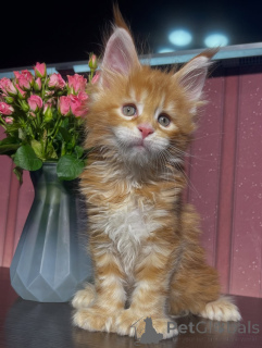 Zdjęcie №4. Sprzedam maine coon w Dalarna. prywatne ogłoszenie - cena - negocjowane