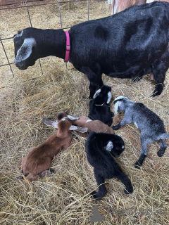 Zdjęcie №1.  - na sprzedaż w Alabama | negocjowane | Zapowiedź №161736