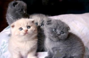 Zdjęcie №1. scottish fold - na sprzedaż w Las Palmas de Gran Canaria | negocjowane | Zapowiedź № 176433