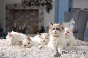 Zdjęcie №1. ragdoll - na sprzedaż w Bruksela | 2392zł | Zapowiedź № 161609
