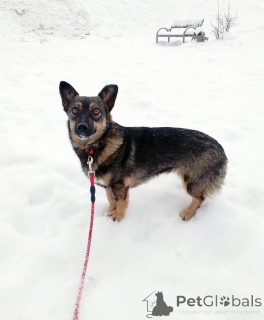 Zdjęcie №1. pies nierasowy - na sprzedaż w Petersburg | Bezpłatny | Zapowiedź №163728