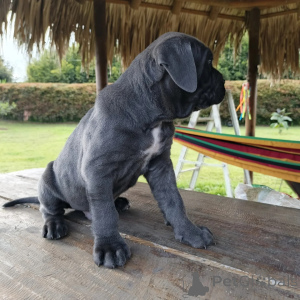Zdjęcie №1. cane corso - na sprzedaż w Warszawa | negocjowane | Zapowiedź №171210