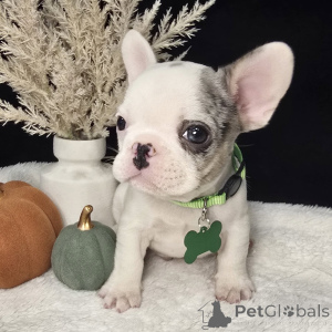 Zdjęcie №3. Słodkie, szykowne i pełne przytulnych kokosów, gotowe skraść Twoje serce w. Irlandia