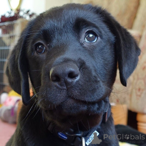 Zdjęcie №3. Szczenięta labradora retrievera.. Szwecja