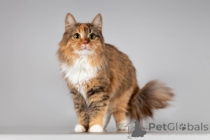 Zdjęcie №3. Piękna Fiona jest w dobrych rękach.. Federacja Rosyjska