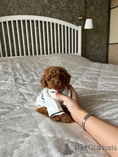 Zdjęcie №1. maltipu - na sprzedaż w Berlin | 2392zł | Zapowiedź №136366