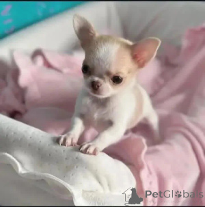 Zdjęcie №2 do zapowiedźy № 164728 na sprzedaż   - wkupić się Chorwacja 