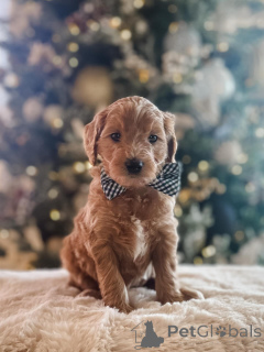 Zdjęcie №2 do zapowiedźy № 161532 na sprzedaż  pudel (zabawka) - wkupić się Niemcy ze schronu, hodowca