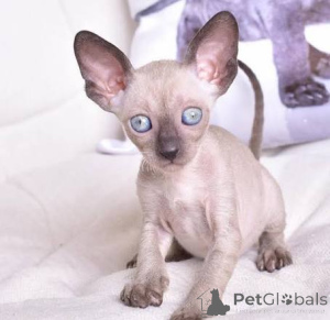 Zdjęcie №1. kot cornish rex - na sprzedaż w Larnaca | negocjowane | Zapowiedź № 173115
