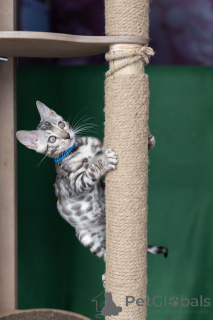 Zdjęcie №4. Sprzedam kot bengalski w Mińsk. hodowca - cena - 1794zł