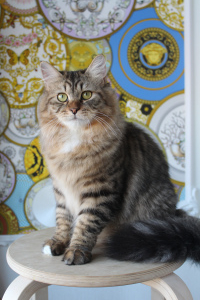 Zdjęcie №2 do zapowiedźy № 4038 na sprzedaż  kot syberyjski - wkupić się Federacja Rosyjska od żłobka