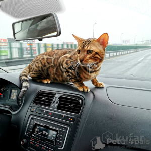 Zdjęcie №4. Krycia kot bengalski w Białoruś. Zapowiedź № 8972