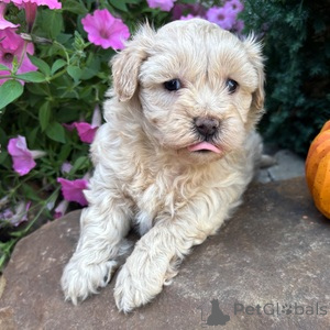 Zdjęcie №1. maltipu - na sprzedaż w Berlin | 1674zł | Zapowiedź №152906