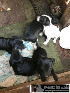 Zdjęcie №2 do zapowiedźy № 134572 na sprzedaż  bulterier - wkupić się USA 