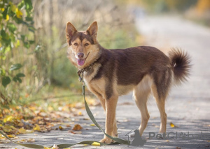 Zdjęcie №1. pies nierasowy - na sprzedaż w Москва | Bezpłatny | Zapowiedź №28582