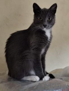 Zdjęcie №1.  - na sprzedaż w Mińsk | Bezpłatny | Zapowiedź № 157489