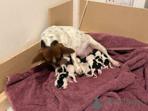 Zdjęcie №3. Mamy szczenięta Jack Russell Bitches, które szukają nowego, 5-gwiazdkowego domu,. Wielka Brytania