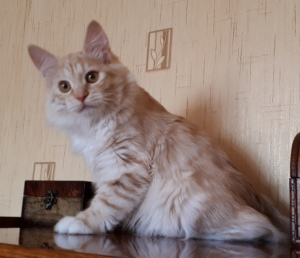 Zdjęcie №3. Kotek - ogonek kurylski kot. Federacja Rosyjska