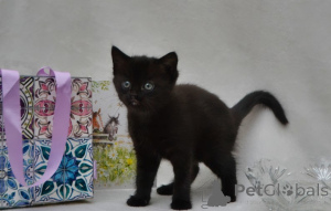 Zdjęcie №2 do zapowiedźy № 160414 na sprzedaż  maine coon - wkupić się Niemcy hodowca