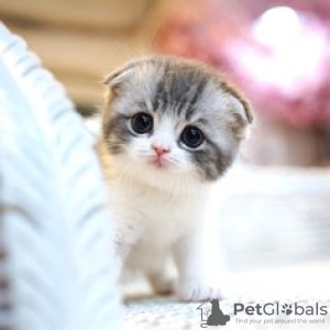 Zdjęcie №1. scottish fold - na sprzedaż w Berlin | 1256zł | Zapowiedź № 110823