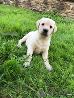 Zdjęcie №3. KC Labrador Retriever-Welpen!. Niemcy