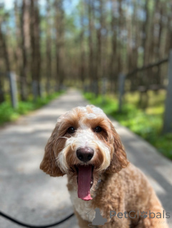 Zdjęcie №1. labradoodle - na sprzedaż w Galway | negocjowane | Zapowiedź №156415