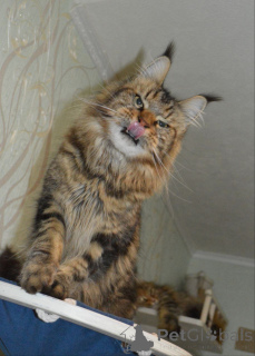 Zdjęcie №3. Maineoon. Niemcy