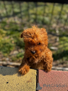 Zdjęcie №3. Pudle Toy Chocolate & Ginger. Rumunia