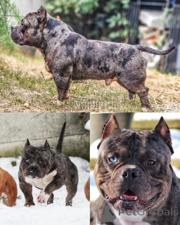 Zdjęcie №4. Sprzedam american bully w Krško. hodowca - cena - 11zł