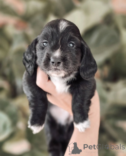 Zdjęcie №1. jamnik - na sprzedaż w Geilo | negocjowane | Zapowiedź №155450