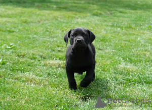 Dodatkowe zdjęcia: Mastif południowoafrykański Boerboel szczenięta