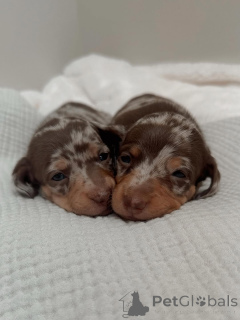 Zdjęcie №2 do zapowiedźy № 163344 na sprzedaż  jamnik - wkupić się Czarnogóra prywatne ogłoszenie, ze schronu