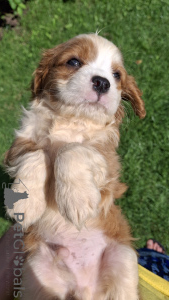 Zdjęcie №4. Sprzedam cocker spaniel amerykański, cocker spaniel angielski, springer spaniel angielski, springer spaniel walijski, irlandzki spaniel dowodny, hiszpański pies dowodny, mastif hiszpański, cavalier king charles spaniel, cavalier king charles spaniel, clumber spaniel, russian spaniel, spaniel tybetański w Wilno. prywatne ogłoszenie, od żłobka, hodowca - cena - 5262zł