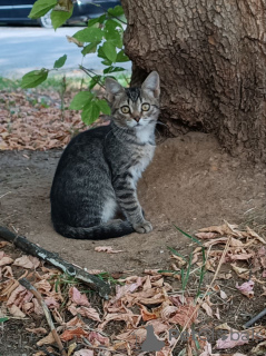 Zdjęcie №1.  - na sprzedaż w Rzeka Moskwa | Bezpłatny | Zapowiedź № 152386